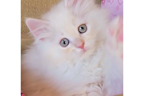 成約済の埼玉県のサイベリアン-20337の5枚目